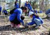 300 voluntarios plantando árboles en Australia