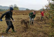 Siega de humedales en la República Checa