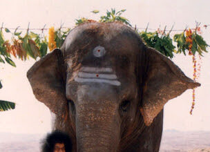 Mensaje de la Pizarra de Prashanti Nilayam del día 10 de junio de 2023